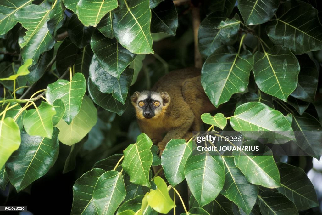 MAKI HYBRIDE (Eulemur fulvus collaris - Eulemur fulvus rufus) DANS LE SUD DE MADAGASCAR