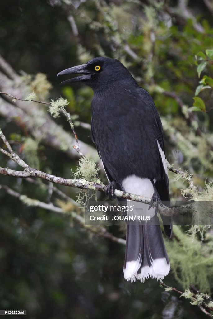 PIED CURRAWONG (STREPERA GRACULINA), LAMINGTON NATIONAL PARK, QUEENSLAND, AUSTRALIA