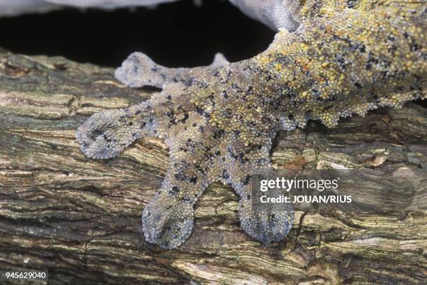 DETAIL DE PATTE D'UN GECKO .