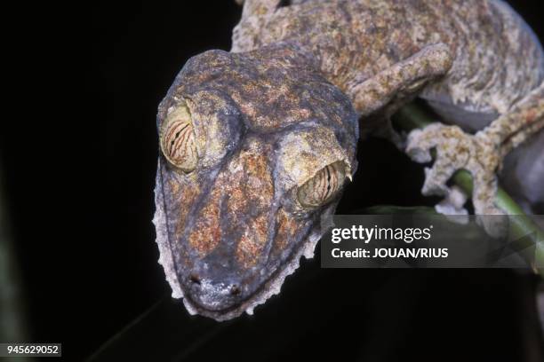 GECKO NOCTURNE UROPLATUS FIMBRIATUS, FOR?T PLUVIALE DE NOSY MANGABE, MADAGASCAR EST GECKO NOCTURNE UROPLATUS FIMBRIATUS, FOR?T PLUVIALE DE NOSY...