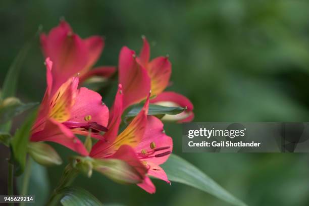 red freesia - freesia stock pictures, royalty-free photos & images