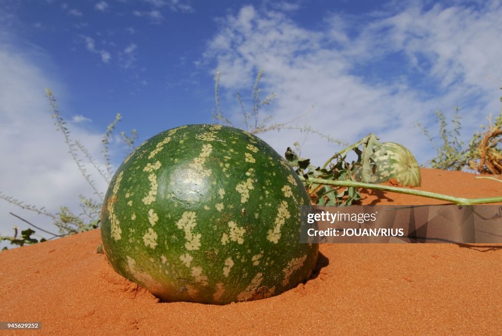 Le melon tsamma (Citrullus lanatus) pousse dans les dunes, Kgalagadi Transfrontier Park, d?sert du Kalahari, Afrique du Sud