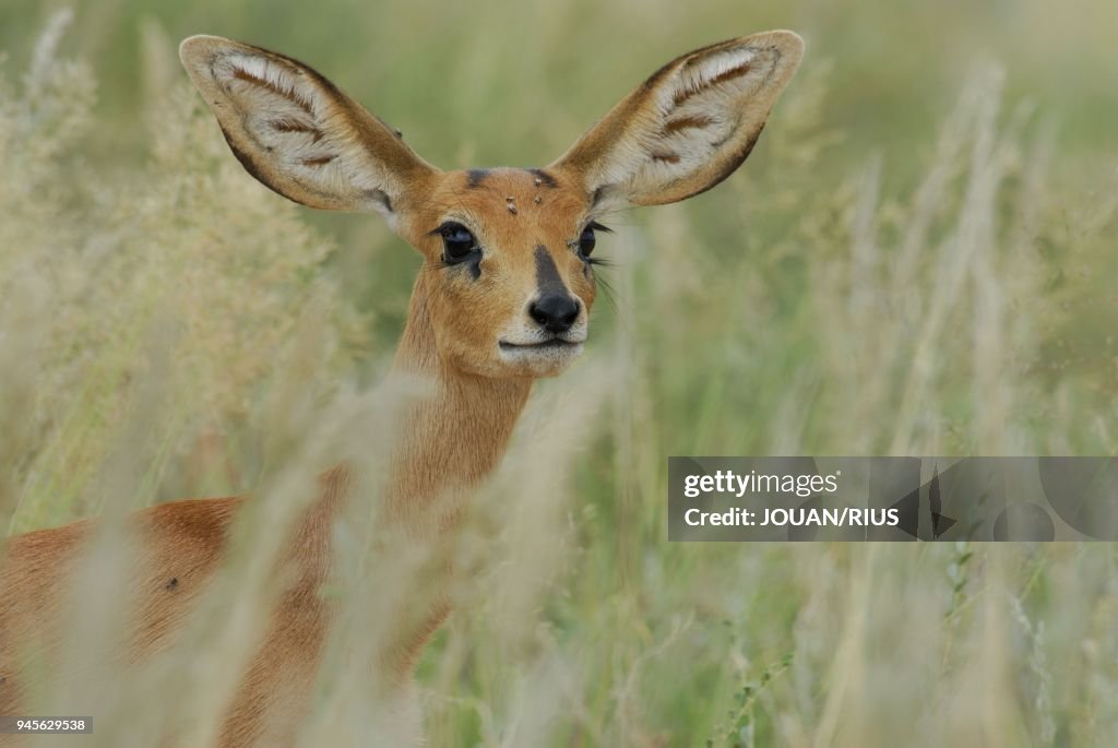 Steenbok (Raphicerus campestris) femelle