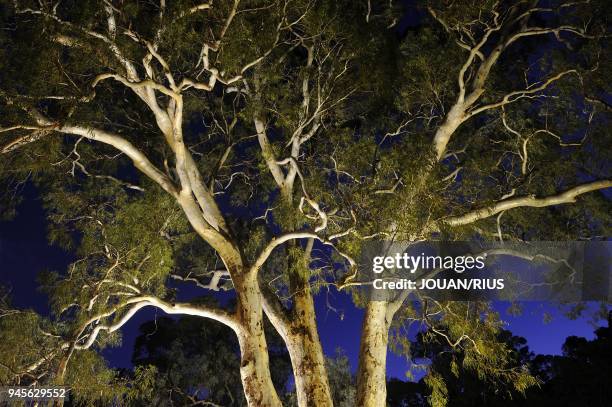 665 Flinders Ranges National Park Stock Photos, High-Res Pictures, and ...