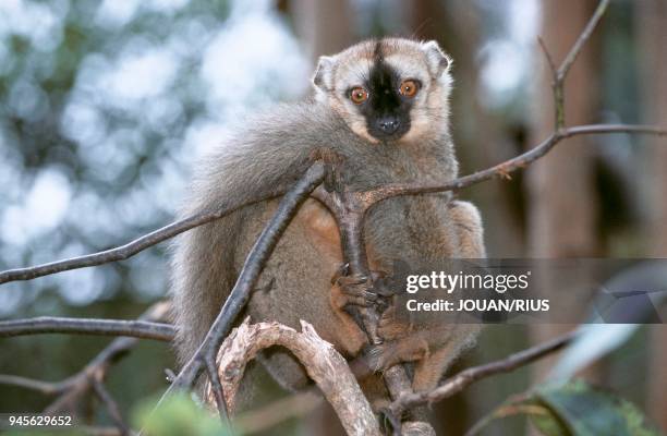 LEMURIEN A FRONT ROUX , FORET SECHE, MADAGASCAR OUEST.