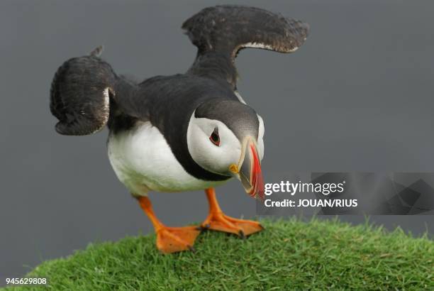 ATTERRISSAGE D'UN MACAREUX MOINE , ILE DE FAIR, ARCHIPEL DES SHETLAND.