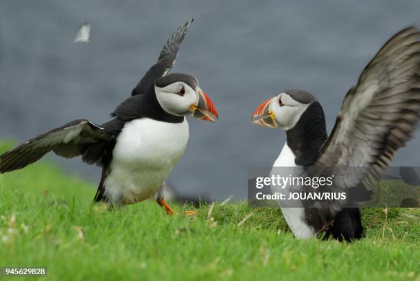 MACAREUX MOINES QUERELLE ENTRE MALES RIVAUX, NATIONAL NATURE RESERVE, D'HERMANESS, ILE DE UNST, ARCHIPEL DES SHETLAND.