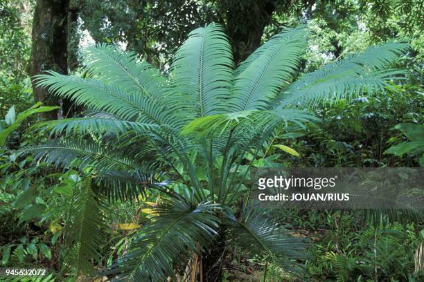 Cette esp?ce de palmier a une croissance tr?s lente : une feuille par an. Aussi, malgr? sa petite taille le specimen de la photo devrait ?tre ?g?...