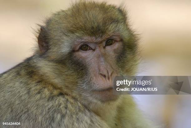 MACAQUE DE BARBARIE COMMUNEMENT APPELE MAGOT, AFRIQUE DU NORD.