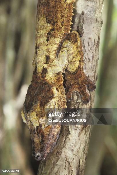 MODELE DE CAMOUFLAGE, CE GECKO NOCTURNE IMITE L'ECORCE DE L'ARBRE SUR LEQUEL IL SE COLLE DURANT LA JOURNEE, FOR?T PLUVIALE DE NOSY MANGABE,...