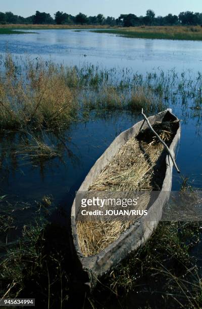 The only means of transportation on the delta : the mokoro, a pirogue cut from a tree trunk. Seul moyen de transport sur le delta : le mokoro, une...
