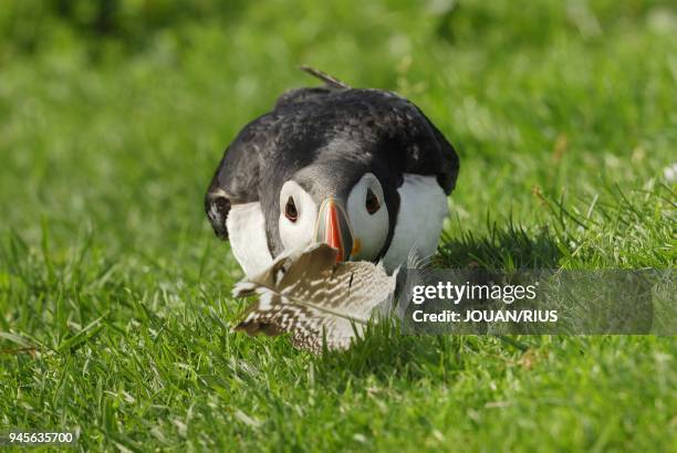 MACAREUX MOINE SAISISSANT UNE PLUME, NATIONAL NATURE RESERVE, D'HERMANESS, ILE DE UNST, ARCHIPEL DES SHETLAND.