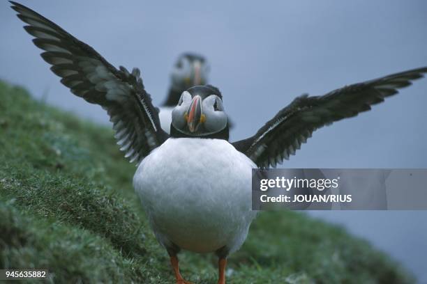 PUFFIN , MACAREUX MOINE , ARCHIPEL DES SHETLAND.