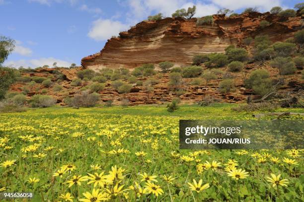 WILD FLOWERS IN KALBARRI NATIONAL PARK, WESTERN AUSTRALIA, AUSTRALIA.