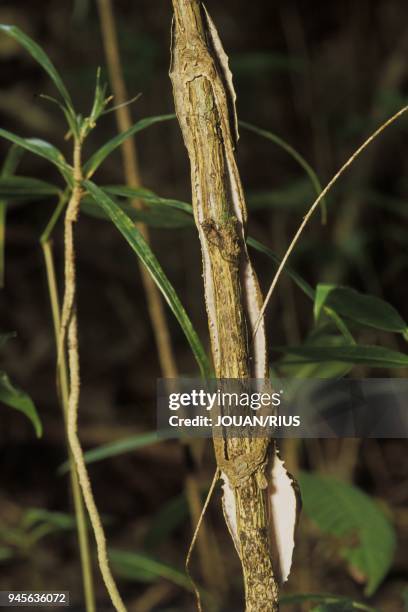 MODELE DE CAMOUFLAGE, CE GECKO NOCTURNE IMITE L'ECORCE DE L'ARBRE SUR LEQUEL IL SE COLLE DURANT LA JOURNEE, FOR?T PLUVIALE DE NOSY MANGABE,...