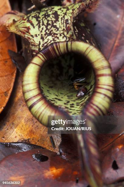 INSECTE PRIS AU PIEGE DANS L'URNE D'UNE NEPENTHES RAFLESIANA, PROVINCE DU SARAWAK, BORNEO.