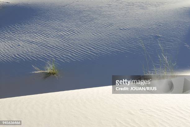 Dans les dunes de sable blanc de Witsand, d?sert du Kalahari, Afrique du Sud.