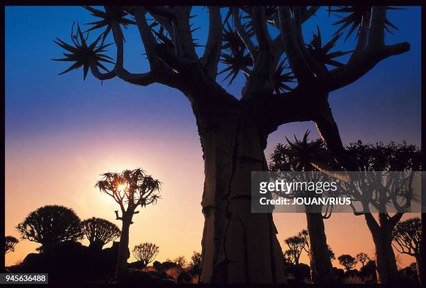 Aloe dichotoma Le kokerboom ou arbre-carquois est en fait un alo?s pouvant atteindre 8 m de haut. Aloe dichotoma Le kokerboom ou arbre-carquois est...