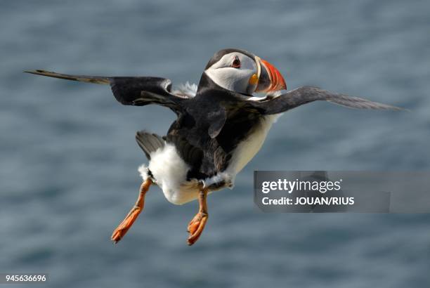 MACAREUX MOINE EN VOL NATURE RESERVE DE SUMBURGH, ARCHIPEL DES SHETLAND.