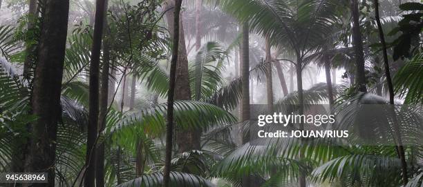 PICCABEEN PALMS IN MIST, EUNGELLA NATIONAL PARK, QUEENSLAND, AUSTRALIA.