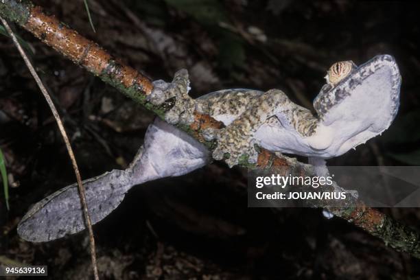 MODELE DE CAMOUFLAGE, CE GECKO NOCTURNE IMITE L'ECORCE DE L'ARBRE SUR LEQUEL IL SE COLLE DURANT LA JOURNEE, FORET SECHE, MADAGASCAR NORD MODELE DE...