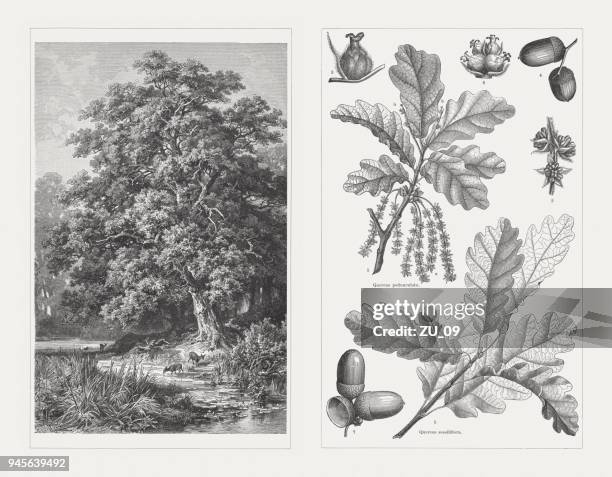 ilustraciones, imágenes clip art, dibujos animados e iconos de stock de roble europeo y roble albar, grabado en madera, publican en 1897 - oak leaf