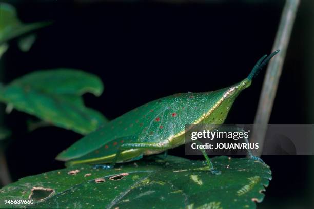 INSECTE DANS LA FORET PLUVIALE DE LA MONTAGNE D'AMBRE, MADAGASCAR NORD.