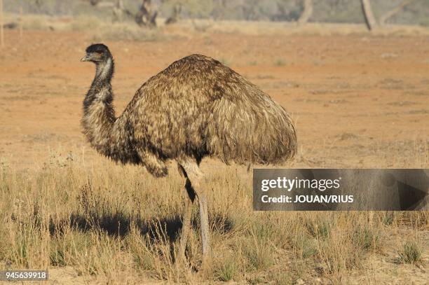 EMU , FLINDERS RANGES NATIONAL PARK, SOUTH AUSTRALIA, AUSTRALIA.