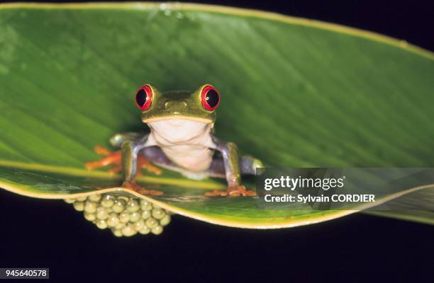 22 Yeux Rouges Photos & High Res Pictures - Getty Images