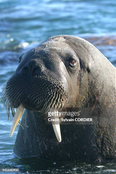 Morse de l'atlantique Walrus odobenus rosmarus atlanticus morse de l'atlantique Walrus odobenus rosmarus atlanticus.