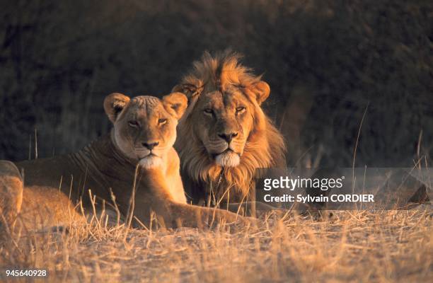 LION ET LIONNE DANS LA SAVANE, PARC NATIONAL DU KALAHARI, AFRIQUE DU SUD.