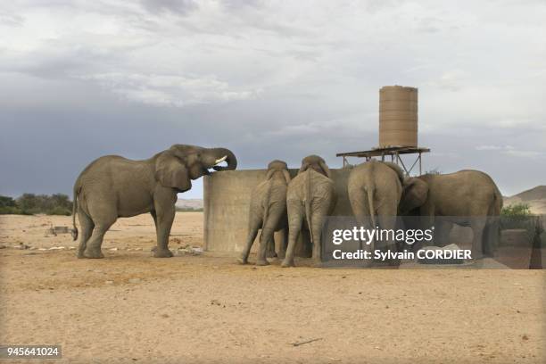 Elephant du desert. Huab Valley. Namibie. Damaraland. African Elephant. Loxodonta africana elephant du desert. Huab Valley. Namibie. Damaraland....