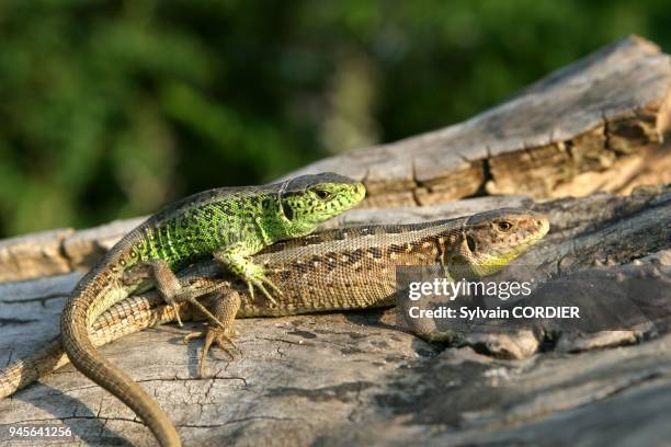 Lezards Photos And Premium High Res Pictures Getty Images lezards-photos-and-premium-high-res-pictures-getty-images