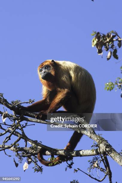 Singe hurleur brun Brown Howler Monkey Alouatta fusca .