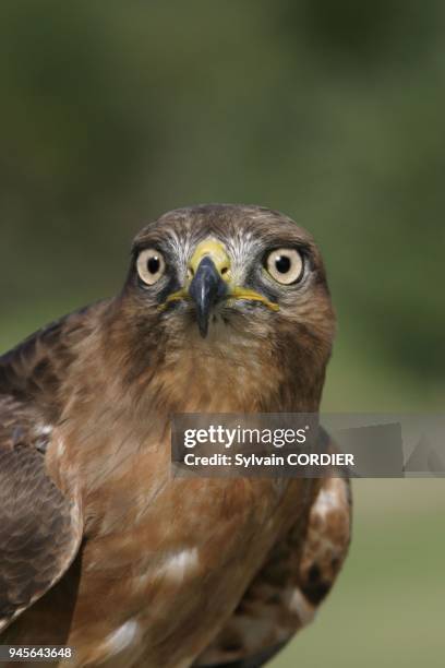 Buse a queue rousse Jackal buzzard buteo rufofuscus buse a queue rousse Jackal buzzard buteo rufofuscus.