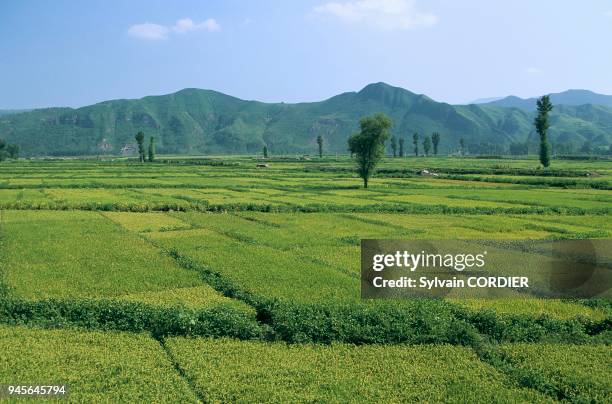 RIZIERES, CHENGDE, PROVINCE DU HEIBEI, CHINE.