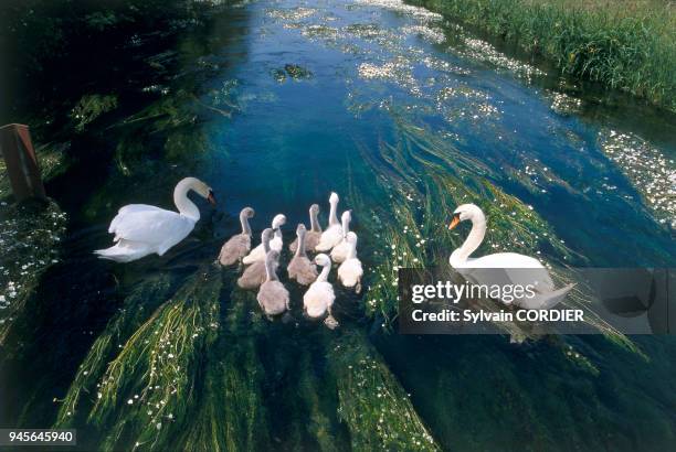 Tubercule 68 Tubercule Stock Photos, High-Res Pictures, and Images - Getty Images