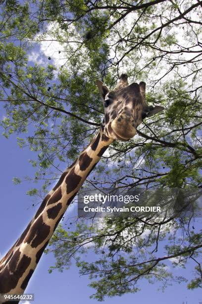 Girafe. Giraffe Giraffa camelopardalis.