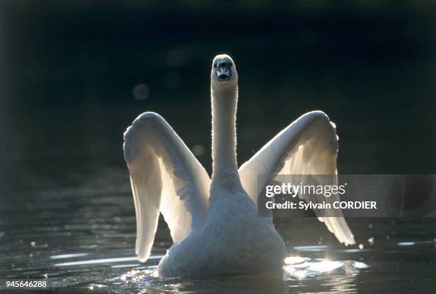 Tubercule 68 Tubercule Stock Photos, High-Res Pictures, and Images - Getty Images