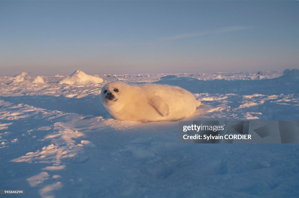 JEUNE PHOQUE DU GROENLAND (Phoca groenlandica), ILES DE LA MADELEINE, QUEBEC, CANADA