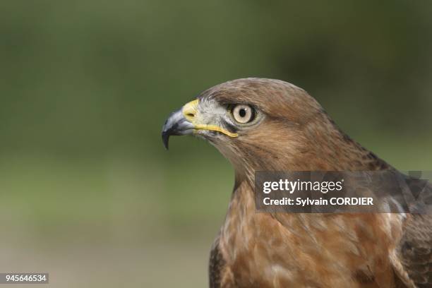 Buse a queue rousse Jackal buzzard buteo rufofuscus buse a queue rousse Jackal buzzard buteo rufofuscus.