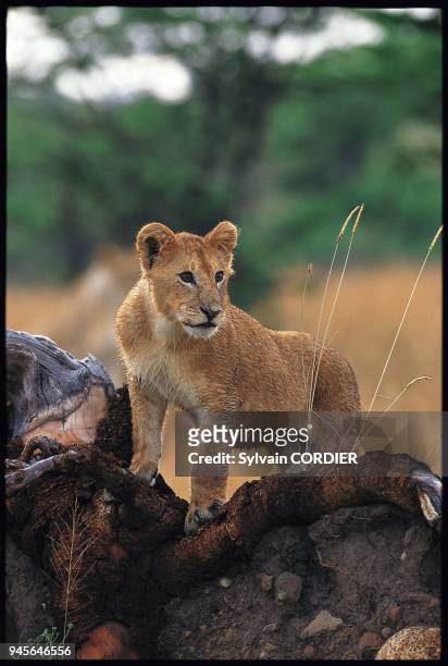 Panthera leo, AFRIQUE.