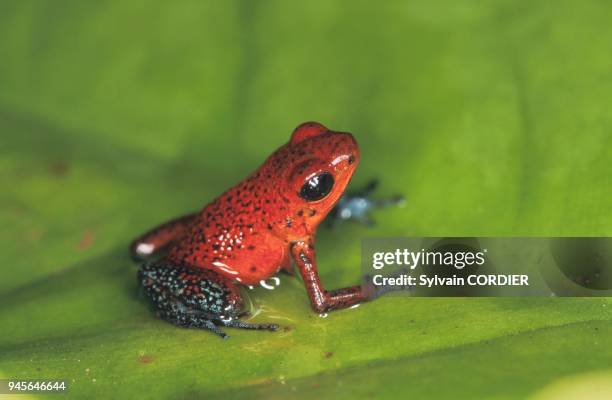 DENDROBATE FRAISE SUR UNE FEUILLE, COSTA RICA.