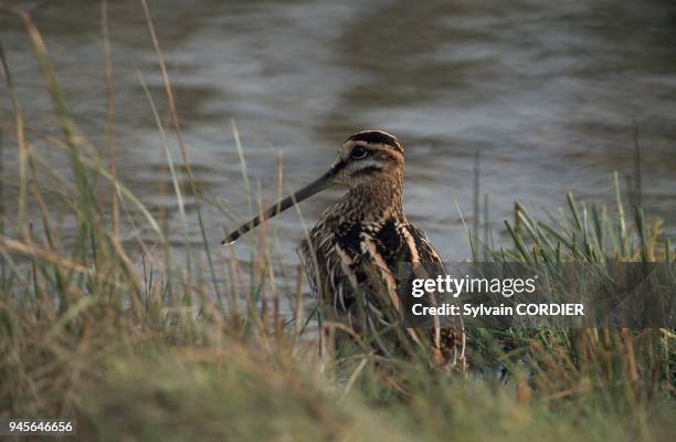 Beccasin 82 Becassine Stock Photos, High-Res Pictures, and Images - Getty Images