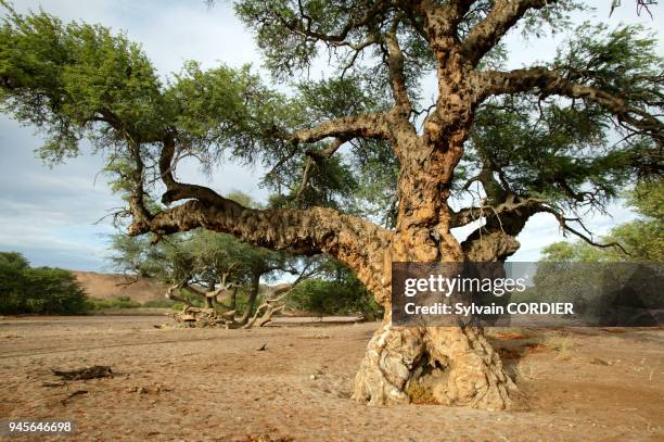 Na Tree 1,777 Ana Tree Stock Photos, High-Res Pictures, and Images - Getty Images