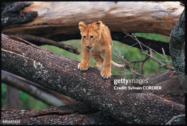 Panthera leo, AFRIQUE.