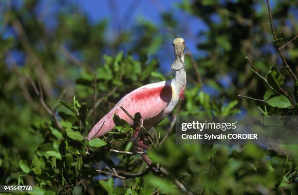 Roseate spoonbill in flight, Costa Rica.