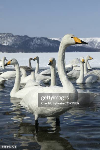 Dakan Rasmlari 15 Dakan Stock Photos, High-Res Pictures, and Images - Getty Images