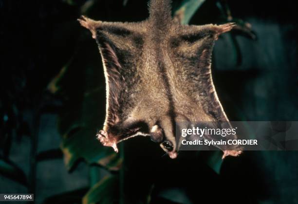 Sugar glider , Papouasie.