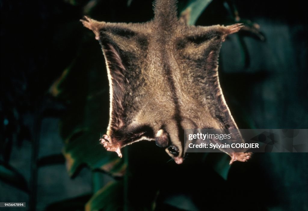 Sugar glider (Petaurus breviceps), Papouasie